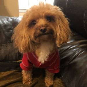 Meet your Posher, Diann